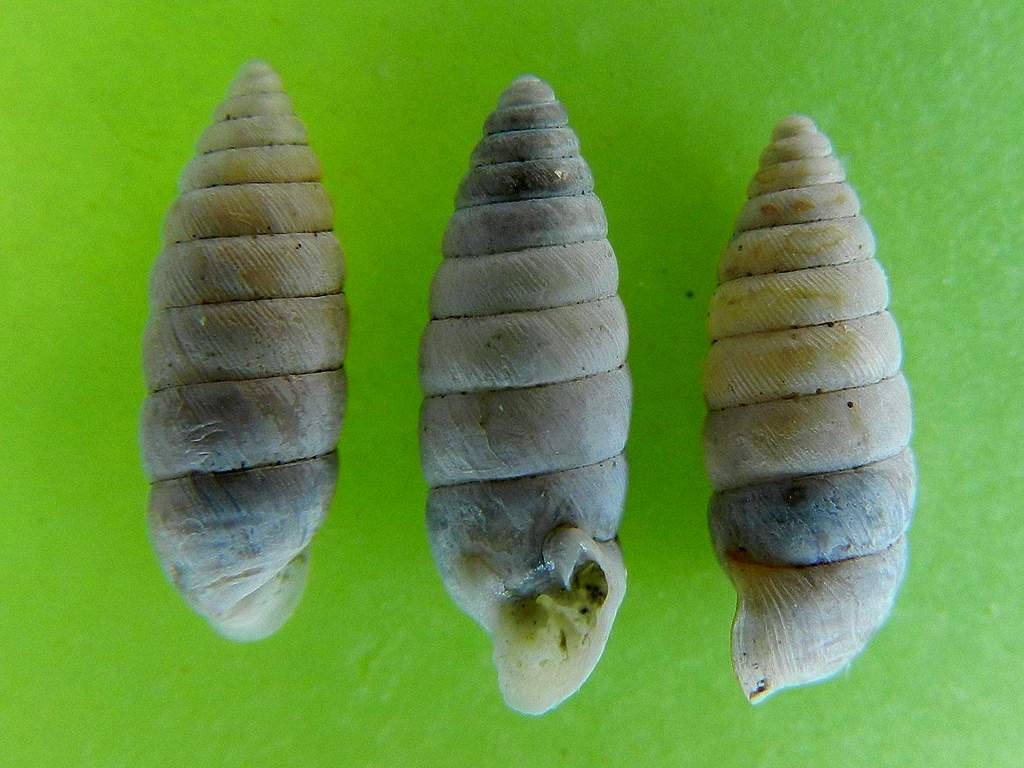 Granaria illyrica (Rossrmassler, 1837) ?